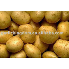 New Holland Potato en vente maintenant!